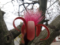 Pseudobombax ellipticum