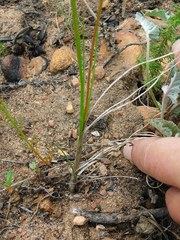 Bulbinella trinervis