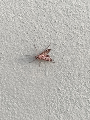 Rhagio atlanticus