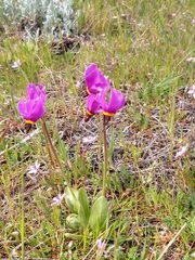 Primula poetica