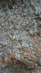 Physcia subalbinea