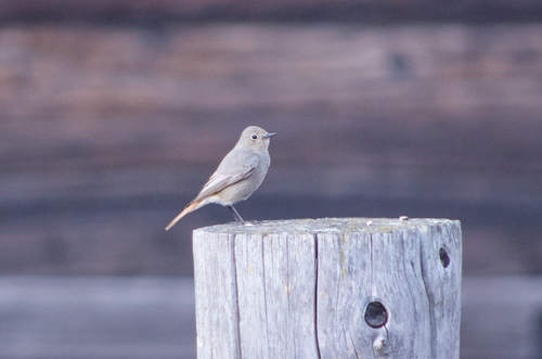 Colirrojo tizón (Phoenicurus ochruros)