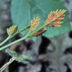 Phragmidium rosae-multiflorae