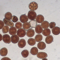 Phragmidium rosae-multiflorae