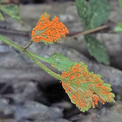 Phragmidium rosae-multiflorae