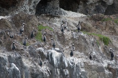 Phalacrocorax punctatus punctatus
