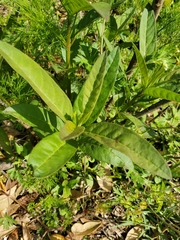 Asclepias curassavica