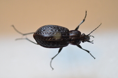 Carabus maeander