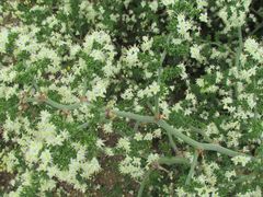 Asparagus multiflorus