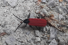 Benibotarus alternatus