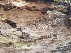 Lecanora subcarnea