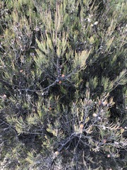 Cylindrococcus spiniferus