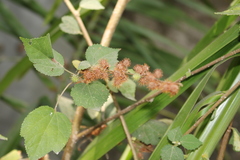 Triumfetta semitriloba