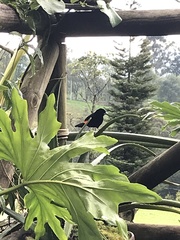 Ramphocelus flammigerus flammigerus