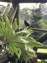 Ramphocelus flammigerus flammigerus