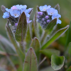 Myosotis asiatica