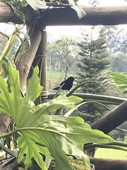 Ramphocelus flammigerus flammigerus