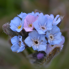 Myosotis asiatica