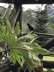 Ramphocelus flammigerus flammigerus