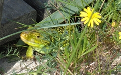 Timon lepidus ibericus