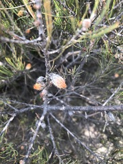 Allocasuarina nana