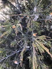 Cylindrococcus spiniferus