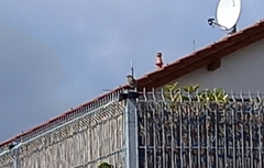 Phoenicurus ochruros