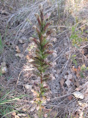 Liatris punctata mucronata