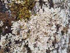 Ricasolia amplissima