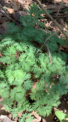 Dicentra canadensis