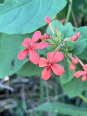 Ruspolia hypocrateriformis