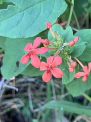 Ruspolia hypocrateriformis