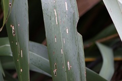 Ichneutica steropastis