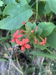 Ruspolia hypocrateriformis