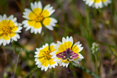 Schinia pulchripennis