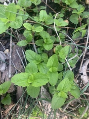 Conoclinium coelestinum