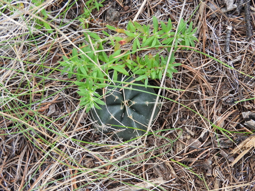 Echinocereus knippelianus