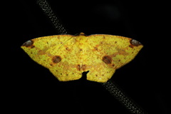 Periclina rumiaria