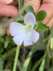 Barleria matopensis