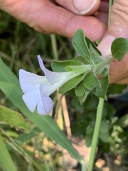Barleria matopensis
