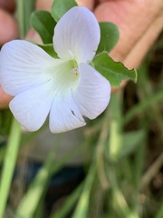 Barleria matopensis
