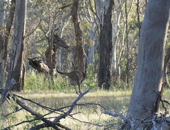 Macropus