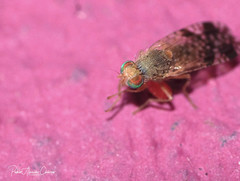 Neotephritis finalis