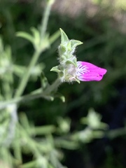 Justicia divaricata