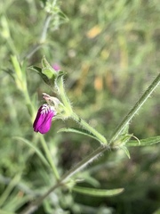 Justicia divaricata