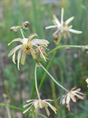 Knowltonia anemonoides