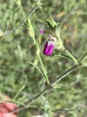Justicia divaricata