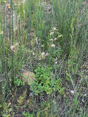 Knowltonia anemonoides