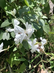 Barleria albostellata