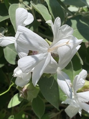 Barleria albostellata